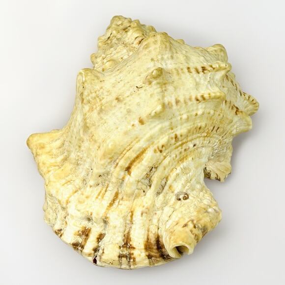 Conch Sea Shell 8” Natural Vintage Ocean Beach Decor - Picture 6 of 7